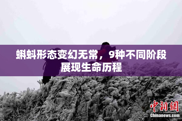 蝌蚪形态变幻无常，9种不同阶段展现生命历程