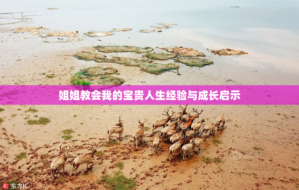 姐姐教会我的宝贵人生经验与成长启示