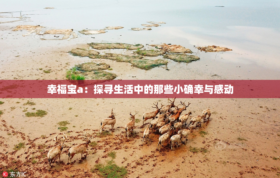 幸福宝a：探寻生活中的那些小确幸与感动