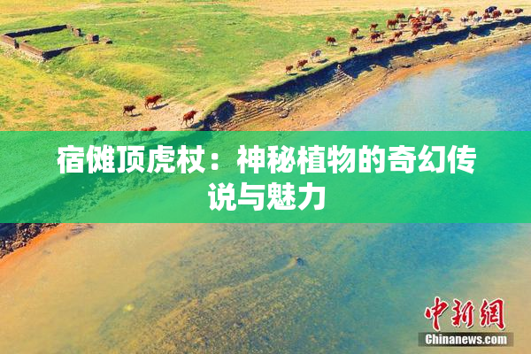 宿傩顶虎杖：神秘植物的奇幻传说与魅力
