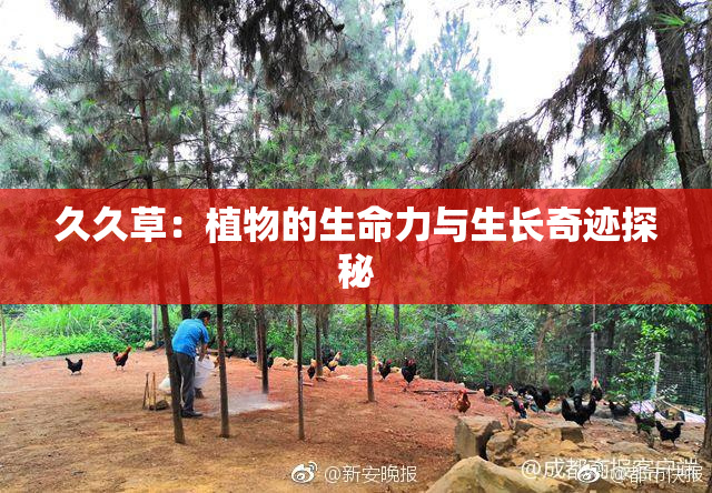 久久草：植物的生命力与生长奇迹探秘
