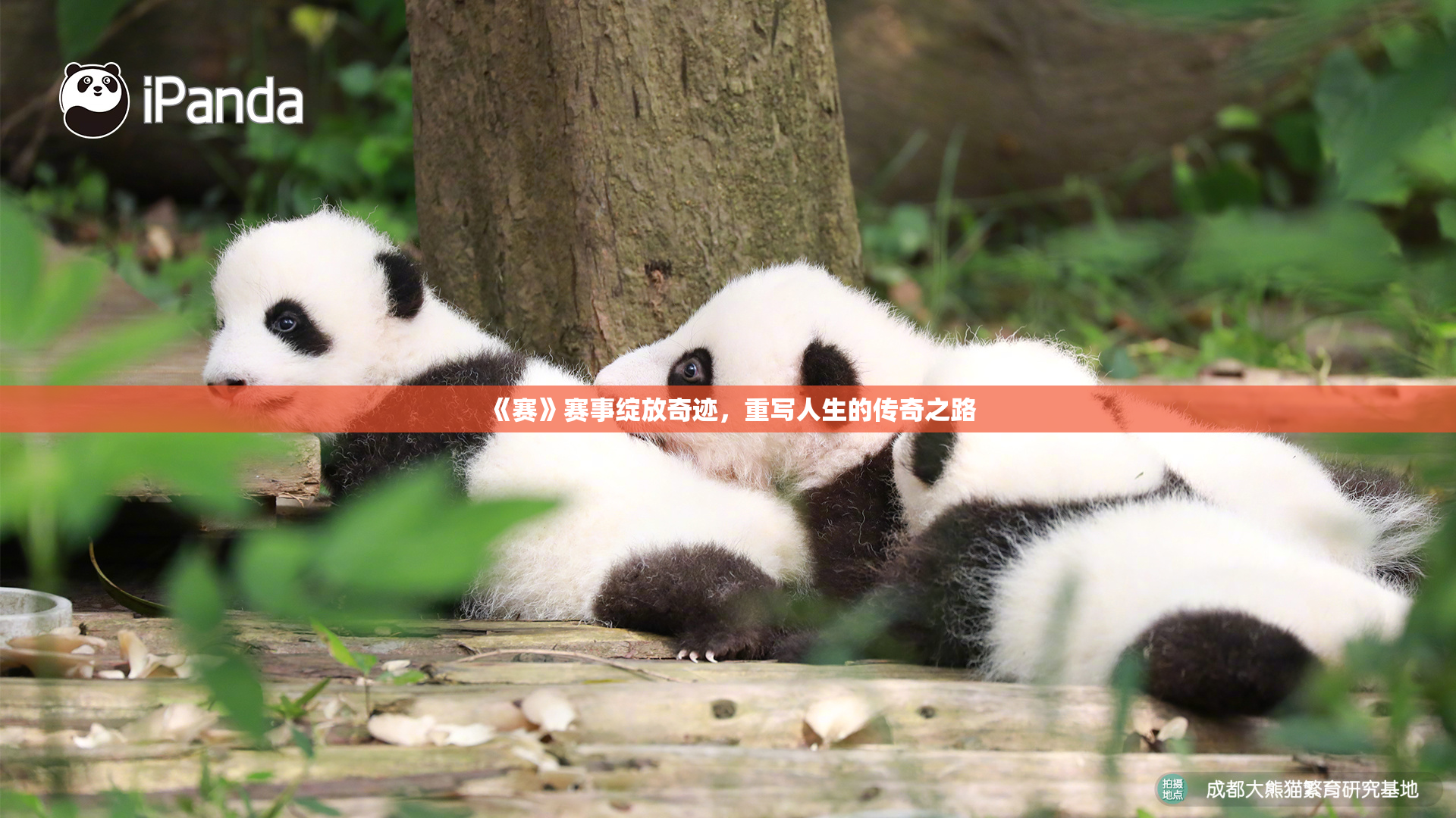 《赛》赛事绽放奇迹，重写人生的传奇之路