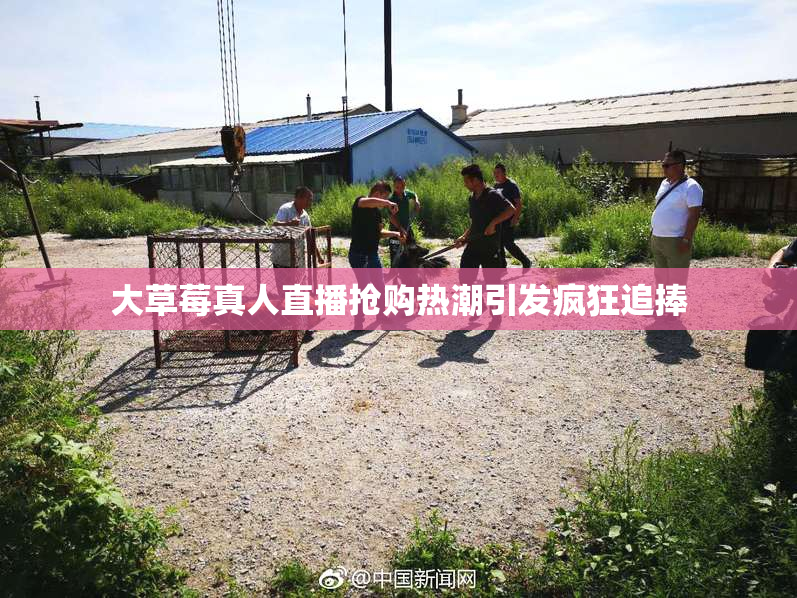 大草莓真人直播抢购热潮引发疯狂追捧