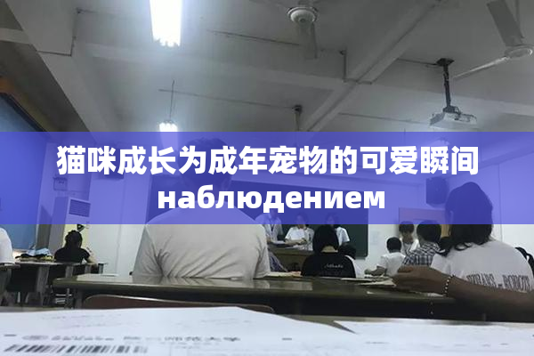 猫咪成长为成年宠物的可爱瞬间 наблюдением