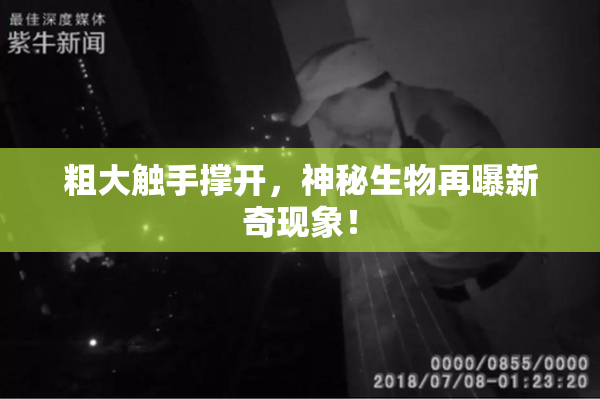 粗大触手撑开，神秘生物再曝新奇现象！