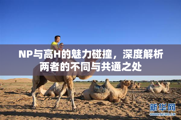 NP与高H的魅力碰撞，深度解析两者的不同与共通之处