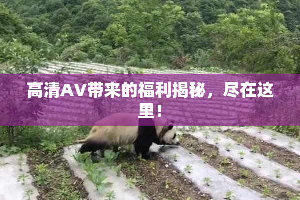 高清AV带来的福利揭秘，尽在这里！