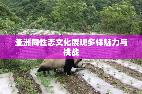 亚洲同性恋文化展现多样魅力与挑战