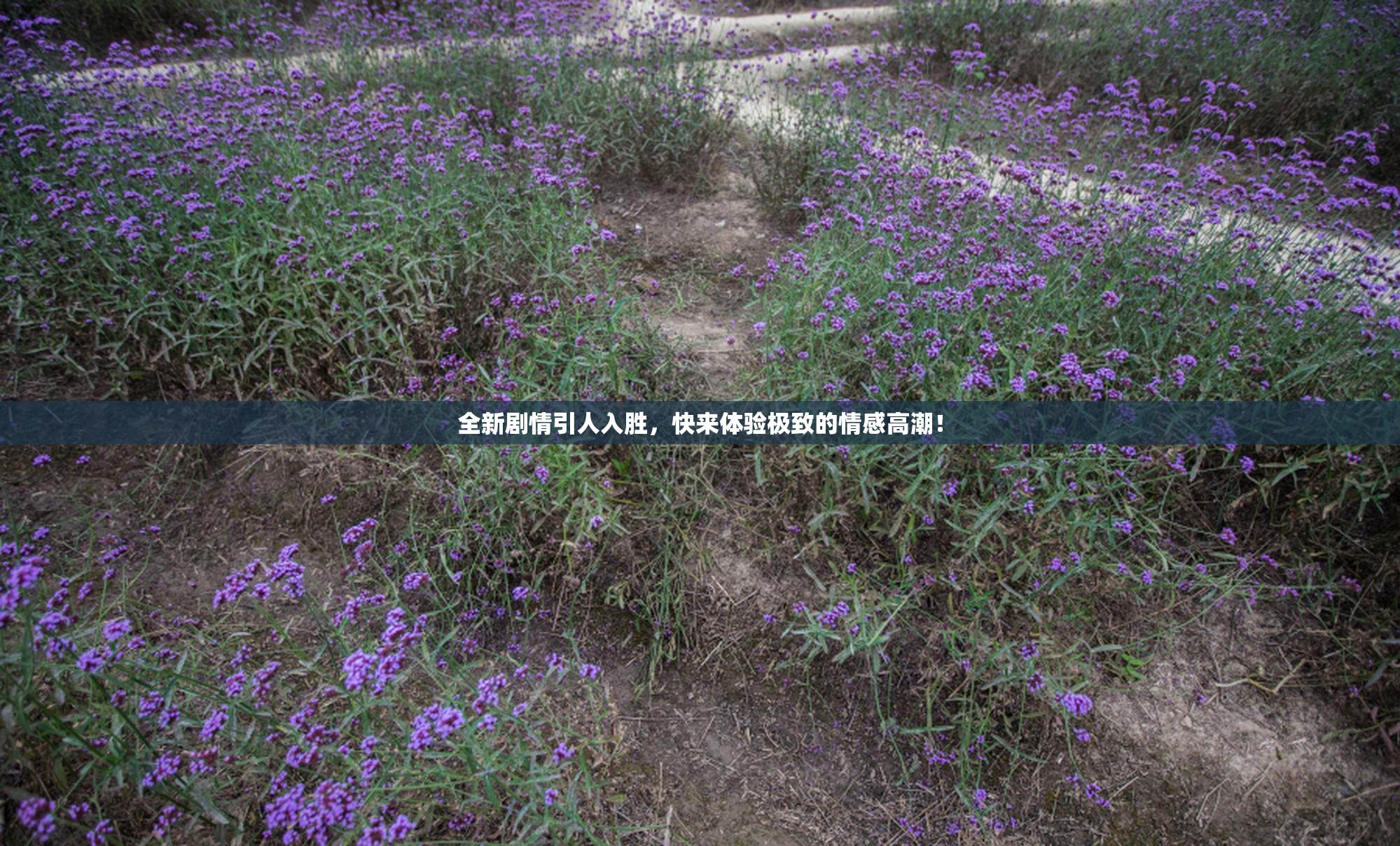 全新剧情引人入胜，快来体验极致的情感高潮！