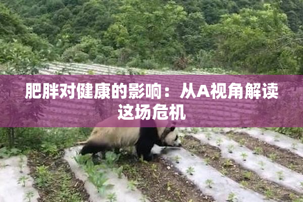 肥胖对健康的影响：从A视角解读这场危机