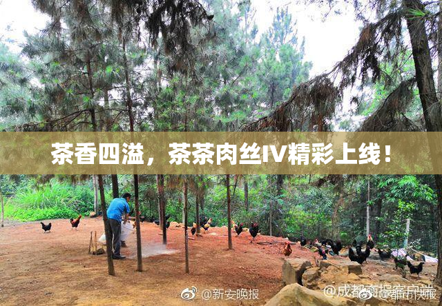 茶香四溢，茶茶肉丝IV精彩上线！