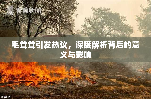 毛耸耸引发热议，深度解析背后的意义与影响