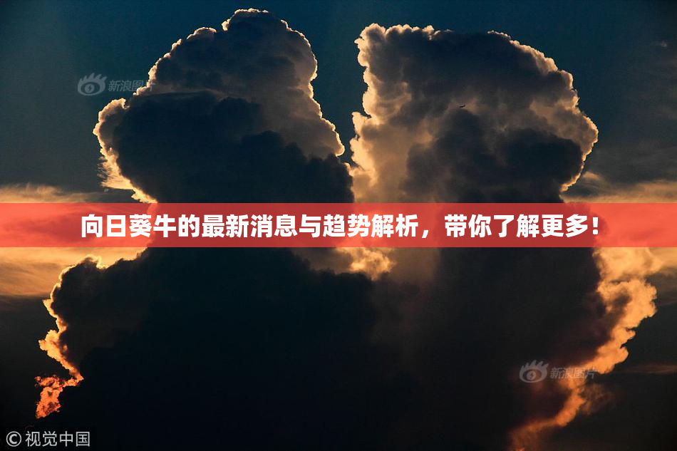 向日葵牛的最新消息与趋势解析，带你了解更多！