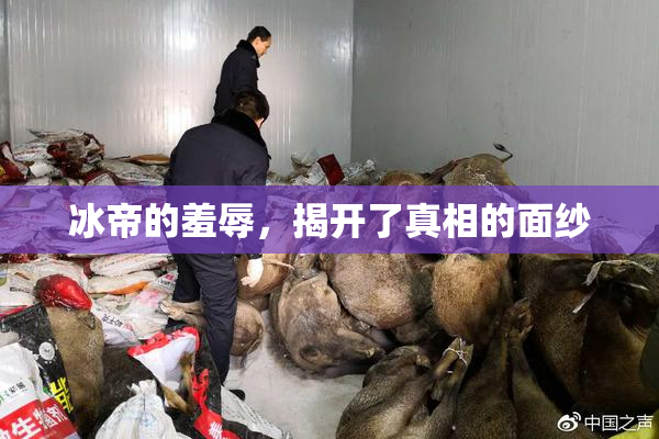 冰帝的羞辱，揭开了真相的面纱
