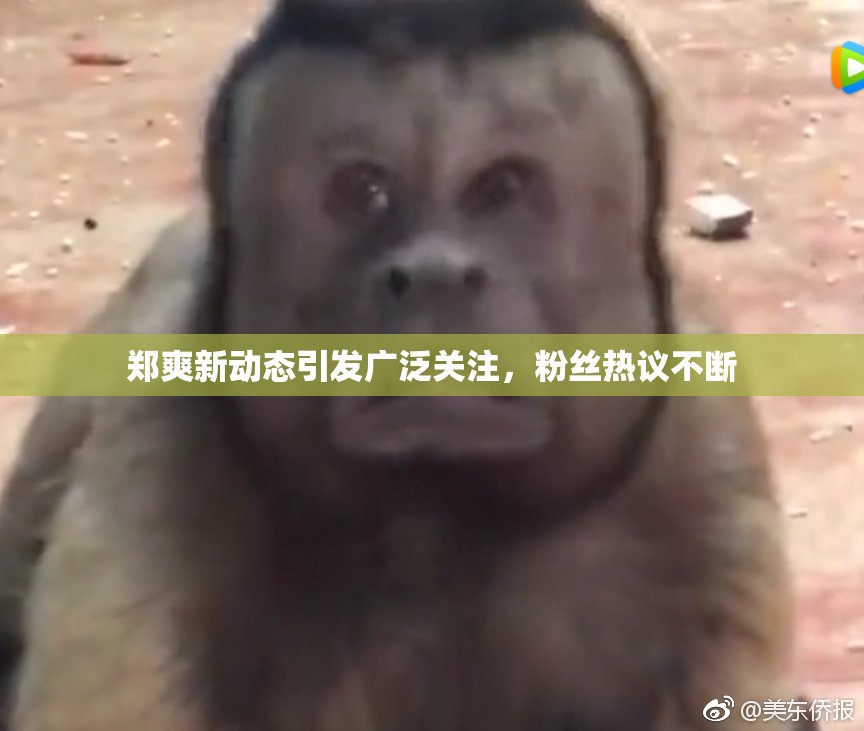 郑爽新动态引发广泛关注，粉丝热议不断