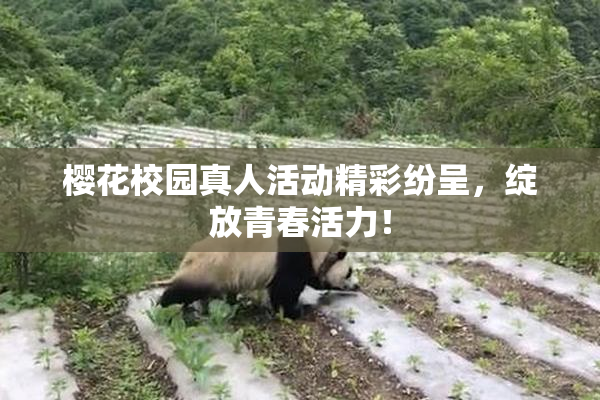 樱花校园真人活动精彩纷呈，绽放青春活力！