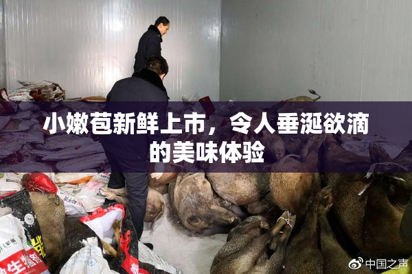 小嫩苞新鲜上市，令人垂涎欲滴的美味体验