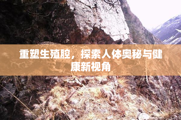 重塑生殖腔，探索人体奥秘与健康新视角