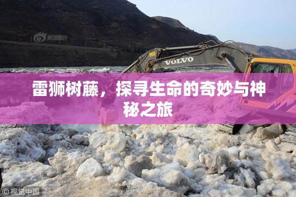 雷狮树藤，探寻生命的奇妙与神秘之旅