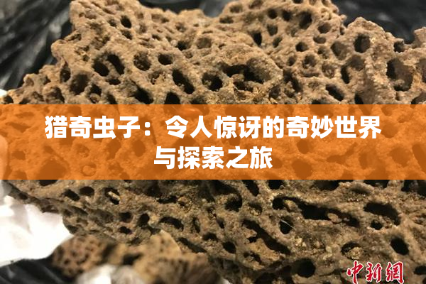 猎奇虫子：令人惊讶的奇妙世界与探索之旅