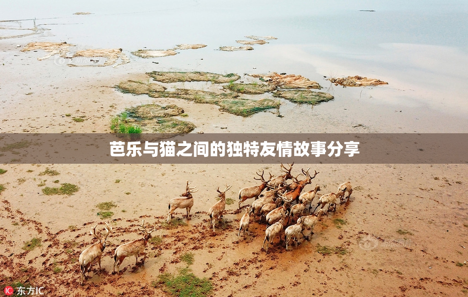 芭乐与猫之间的独特友情故事分享