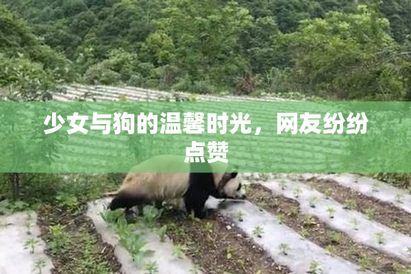 少女与狗的温馨时光，网友纷纷点赞