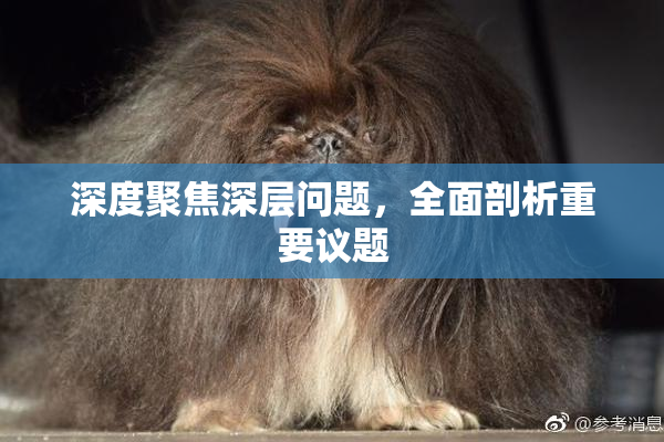 深度聚焦深层问题，全面剖析重要议题