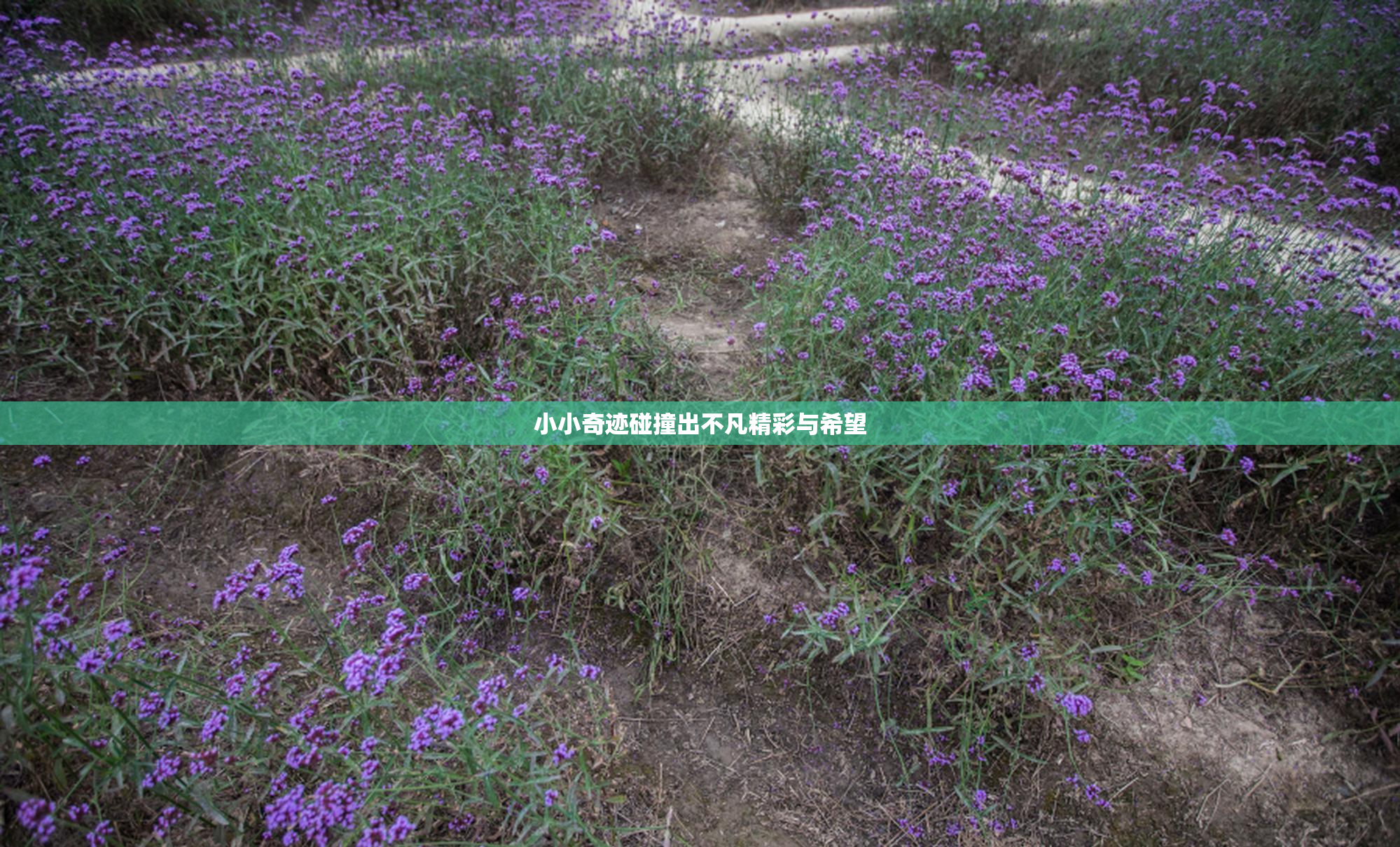 小小奇迹碰撞出不凡精彩与希望