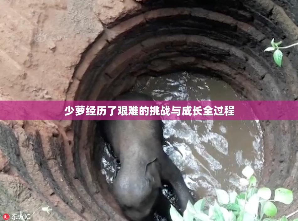 少萝经历了艰难的挑战与成长全过程