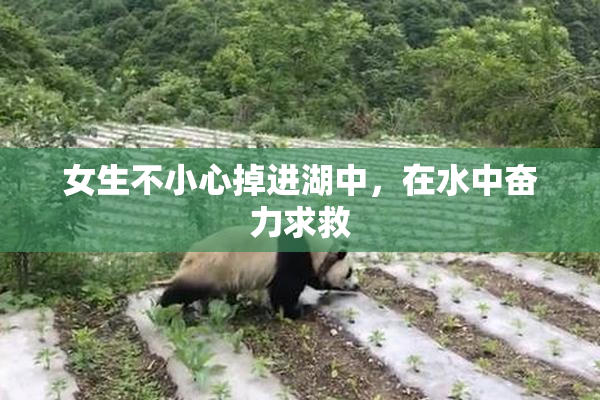 女生不小心掉进湖中，在水中奋力求救