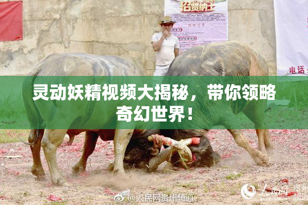 灵动妖精视频大揭秘，带你领略奇幻世界！