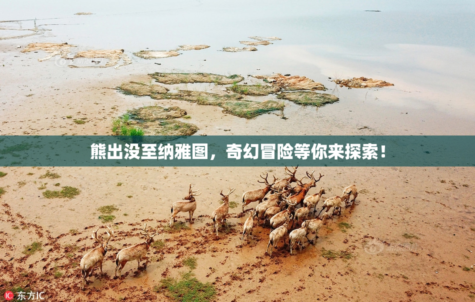 熊出没至纳雅图，奇幻冒险等你来探索！