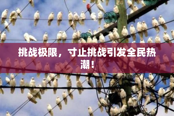 挑战极限，寸止挑战引发全民热潮！