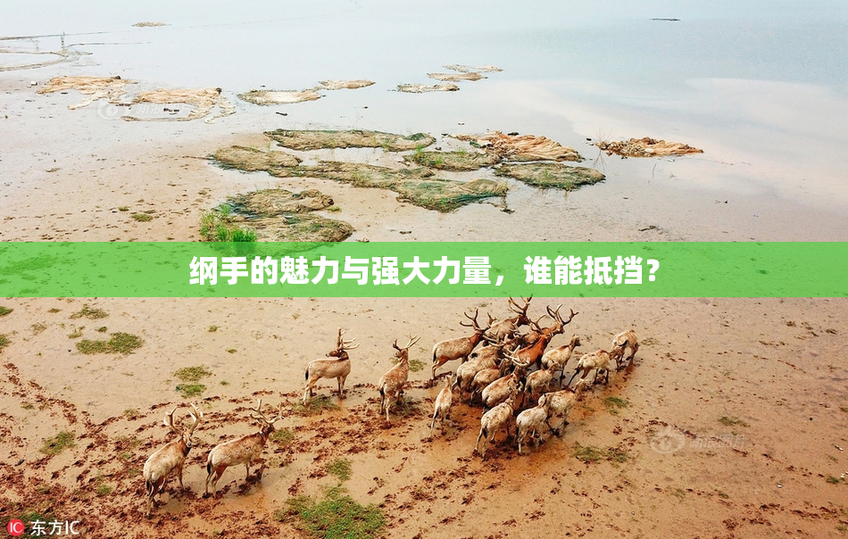 纲手的魅力与强大力量，谁能抵挡？