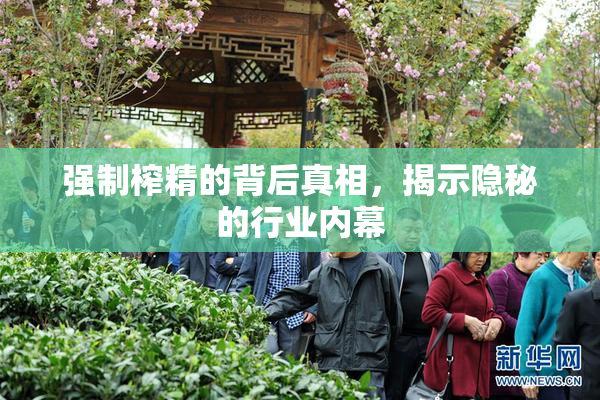 强制榨精的背后真相，揭示隐秘的行业内幕