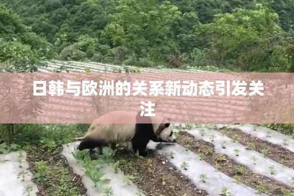 日韩与欧洲的关系新动态引发关注