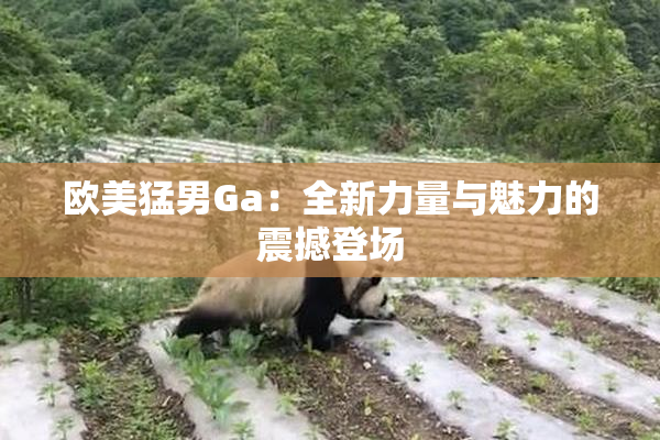 欧美猛男Ga：全新力量与魅力的震撼登场