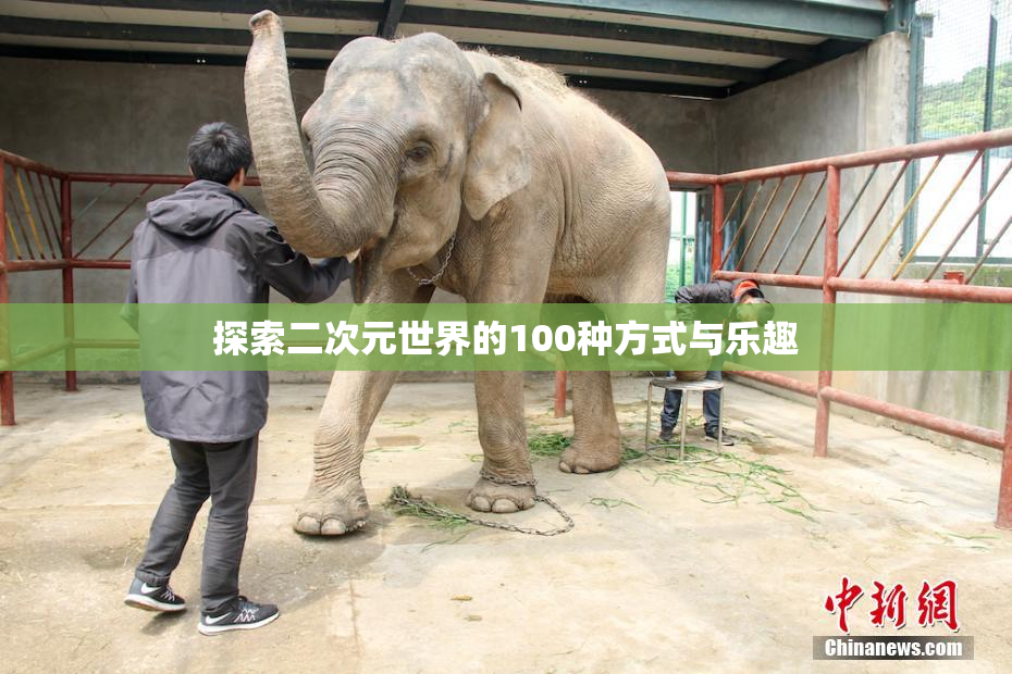 探索二次元世界的100种方式与乐趣