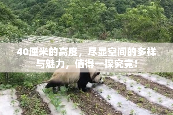 40厘米的高度，尽显空间的多样与魅力，值得一探究竟！
