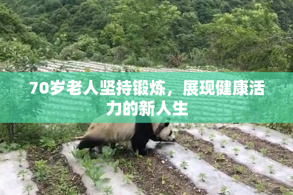 70岁老人坚持锻炼，展现健康活力的新人生