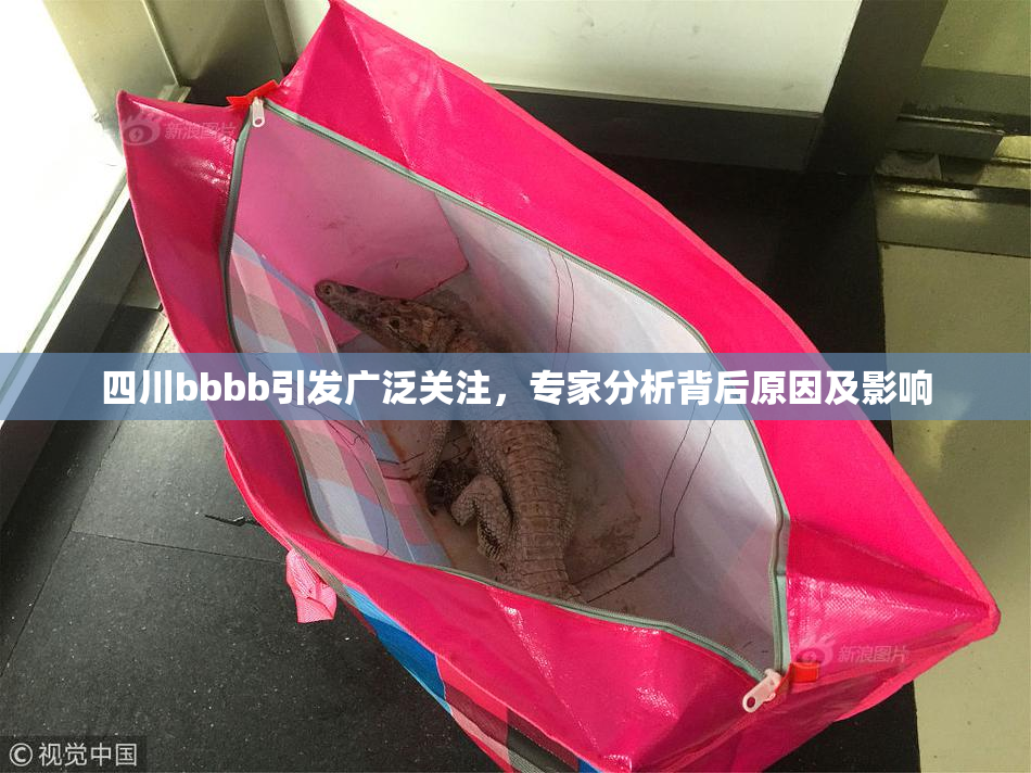 四川bbbb引发广泛关注，专家分析背后原因及影响