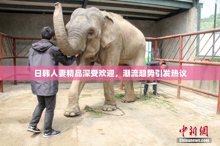 日韩人妻精品深受欢迎，潮流趋势引发热议