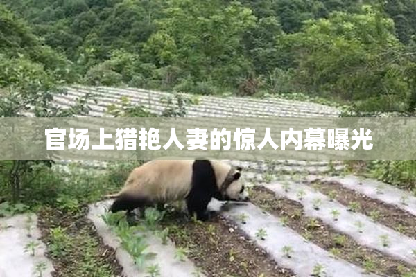 官场上猎艳人妻的惊人内幕曝光