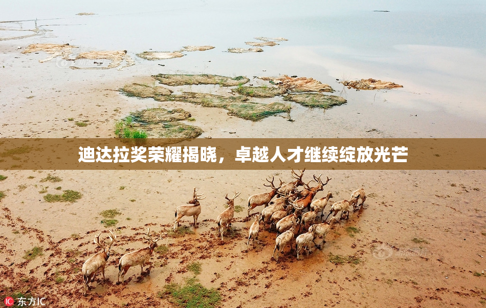 迪达拉奖荣耀揭晓，卓越人才继续绽放光芒