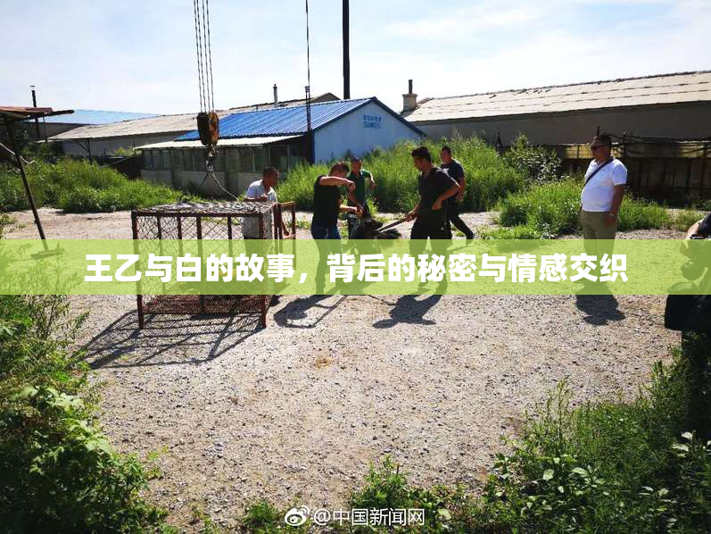 王乙与白的故事，背后的秘密与情感交织