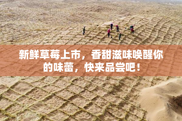 新鲜草莓上市，香甜滋味唤醒你的味蕾，快来品尝吧！