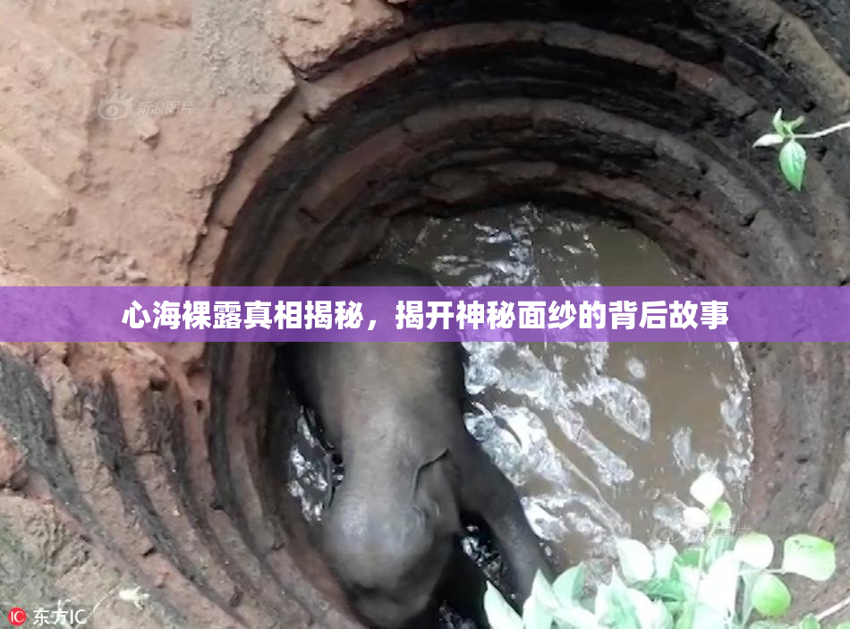 心海裸露真相揭秘，揭开神秘面纱的背后故事
