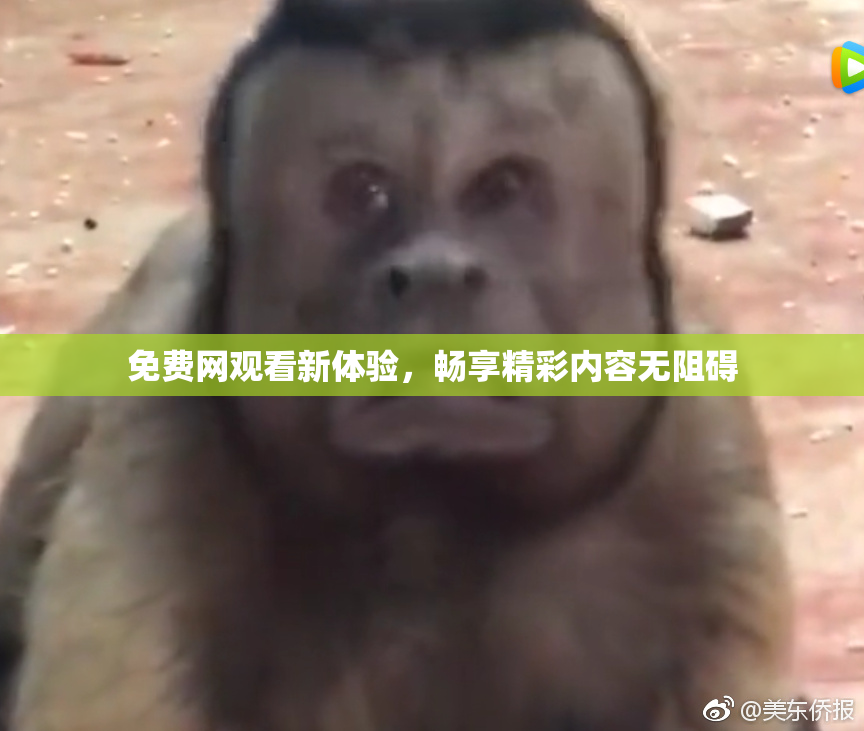 免费网观看新体验，畅享精彩内容无阻碍