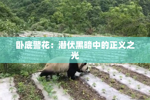 卧底警花：潜伏黑暗中的正义之光