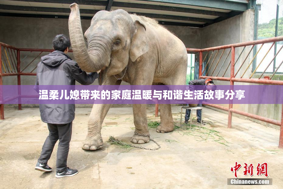 温柔儿媳带来的家庭温暖与和谐生活故事分享